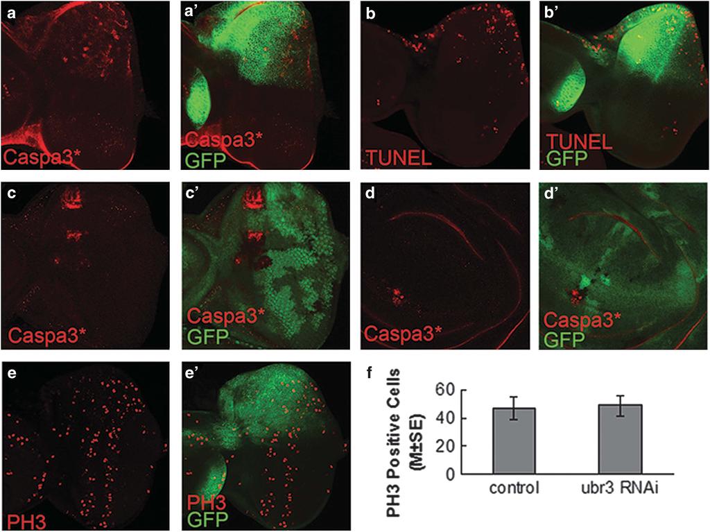 Ubr3 regulates apoptosis 1965 Figure 3 Loss of ubr3 activity induces apoptosis in eye imaginal discs. (a-b ) ubr3 was knocked-down by Mirr-Gal44RNAi in the dorsal compartment of eye disc.