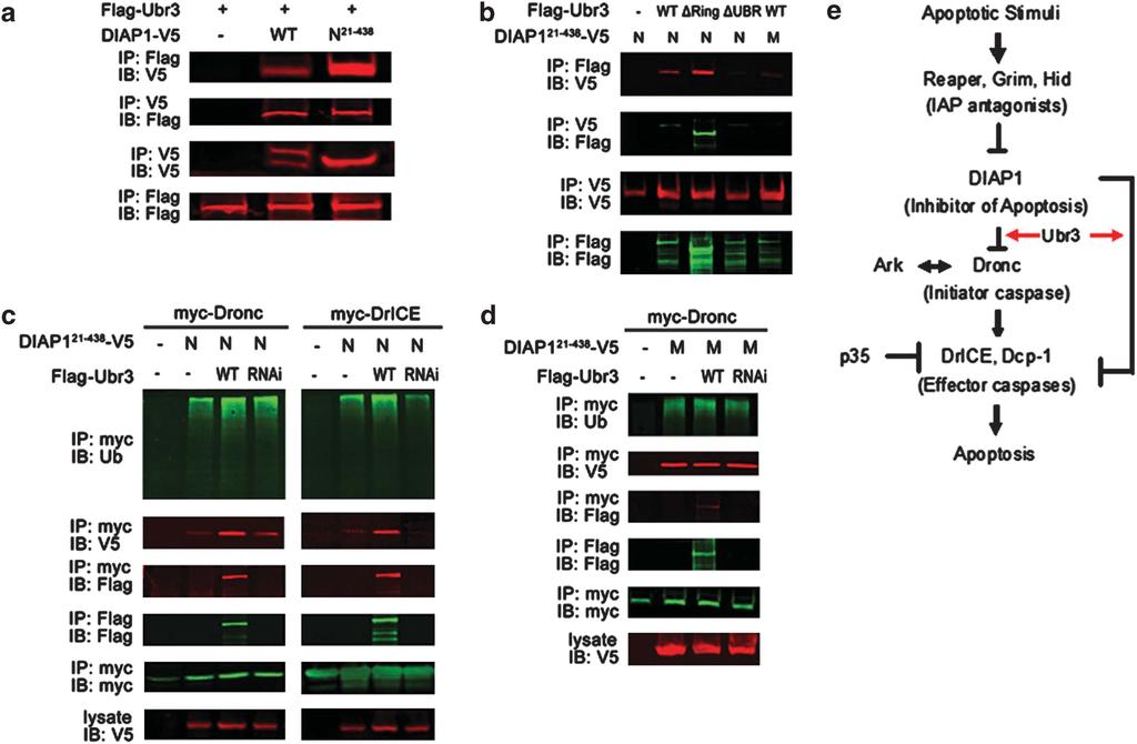 Ubr3 regulates apoptosis 1969 Figure 6 DIAP1 binds to Ubr3 and promotes ubiquitination of DrICE and Dronc. (a) Co-IP assays with Ubr3 and DIAP1.