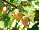 Potato (Solanum tuberosum) Tamarillo (Solanum