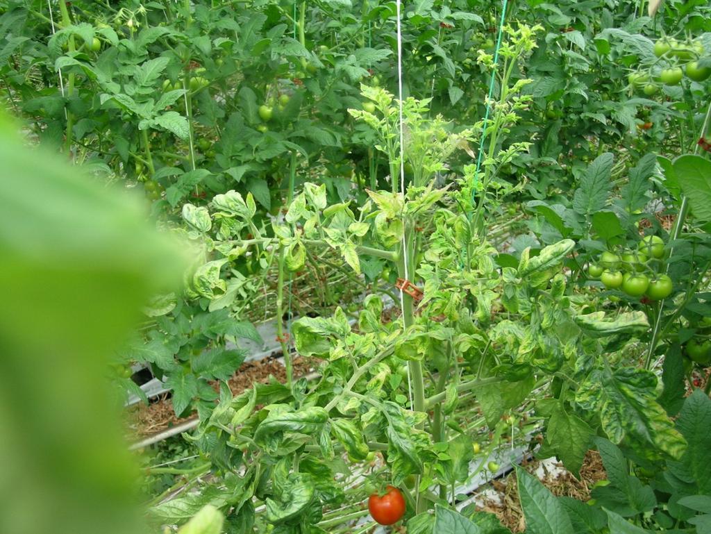 The problem: Tomato A new disease observed