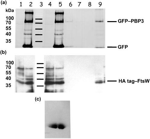 FtsW PBP3 subcomplex in E. coli Fig. 3. Interaction between FtsW and PBP3. (a) Fluorescent detection of GFP PBP3 and (b) immunodetection of HA tag FtsW after 10 % SDS-PAGE.