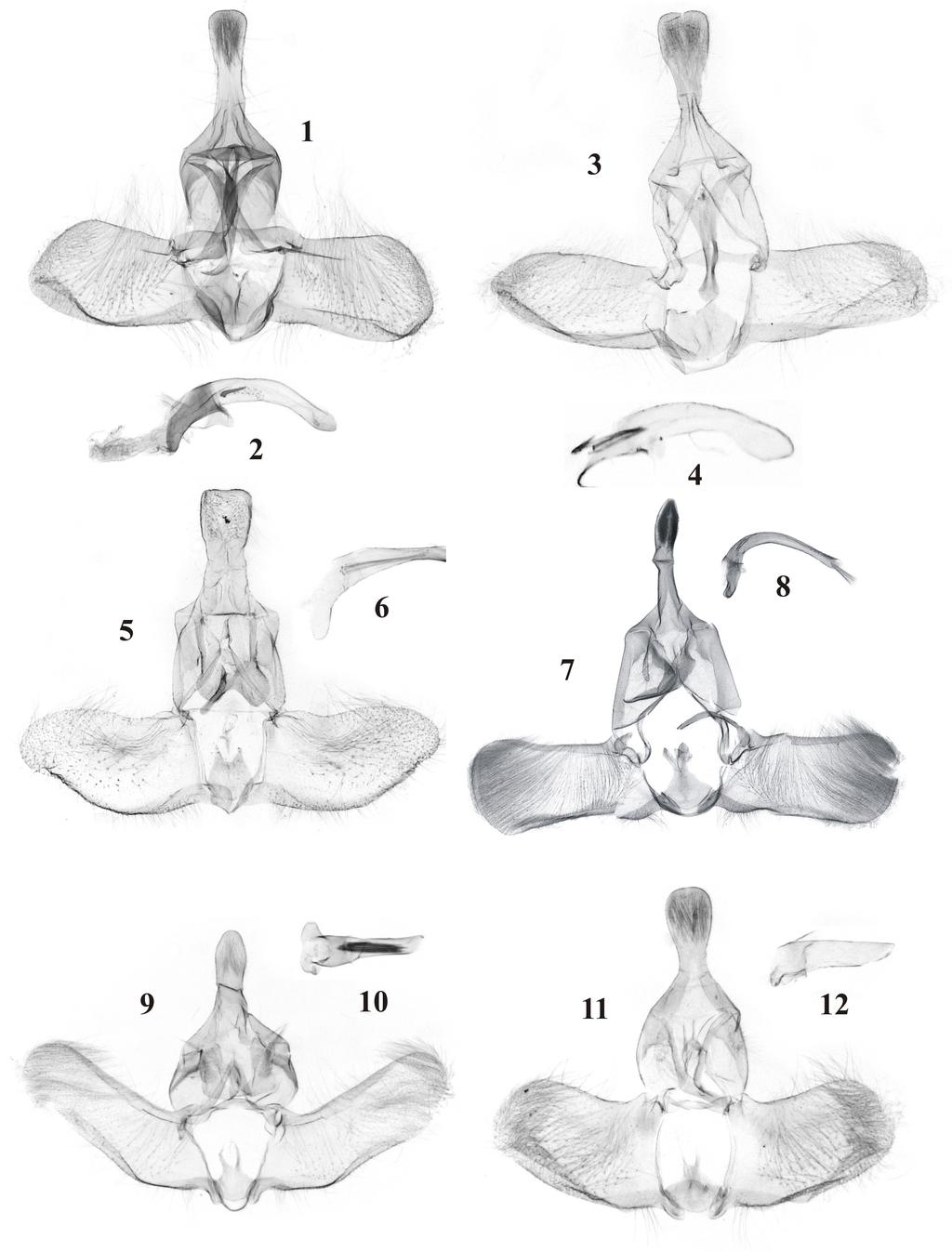 226 Polish Journal of Entomology 77 (3) Figs 1-12. Male genitalia of Gnorismoneura ISSIKI & STRINGER: 1, 2 G. chyta sp. n.