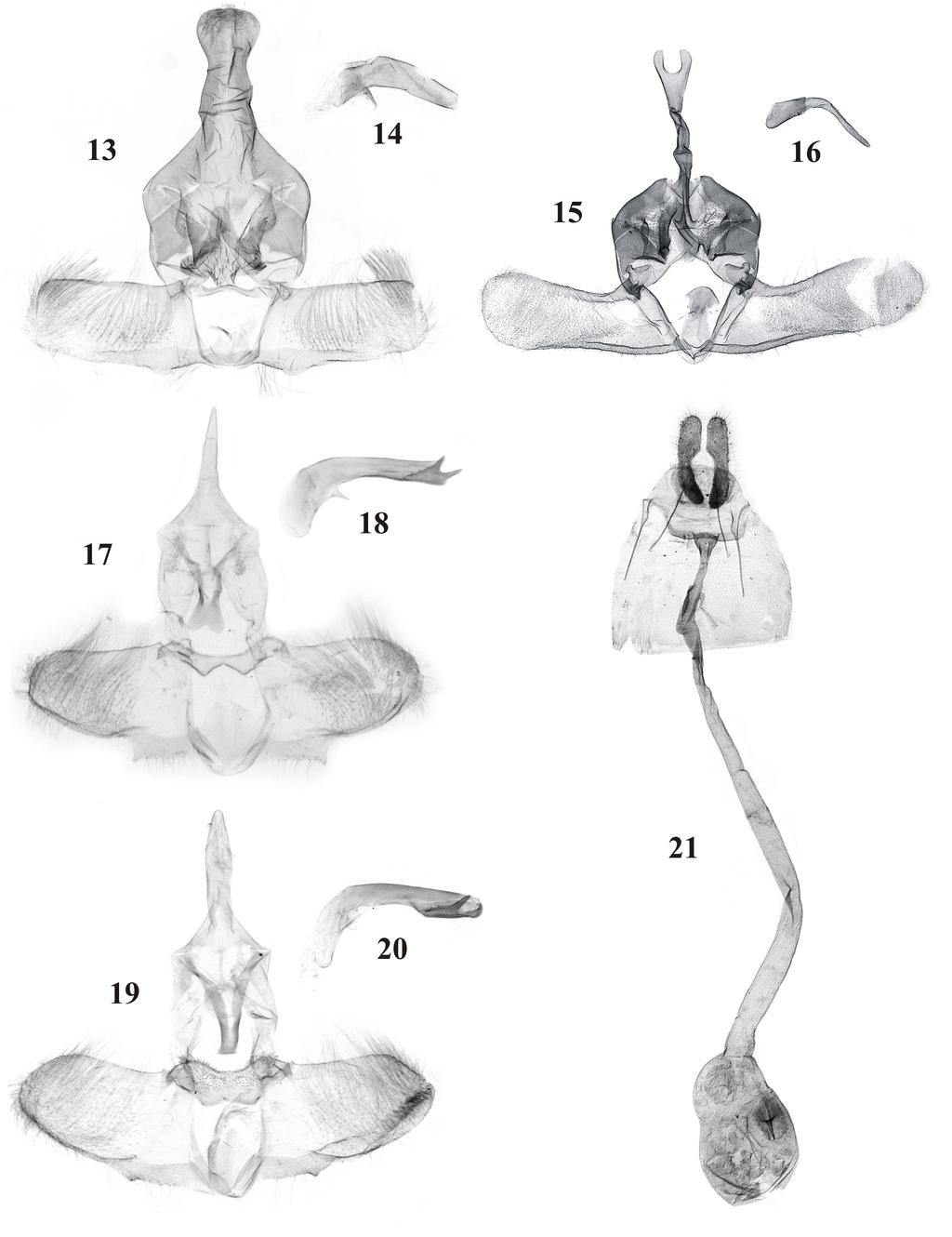 RAZOWSKI J.: Tortricidae (Lepidoptera) from Vietnam 227 Figs 13-21. Male and female genitalia: 13, 14 Gnorismoneura brunneochroa sp. n.
