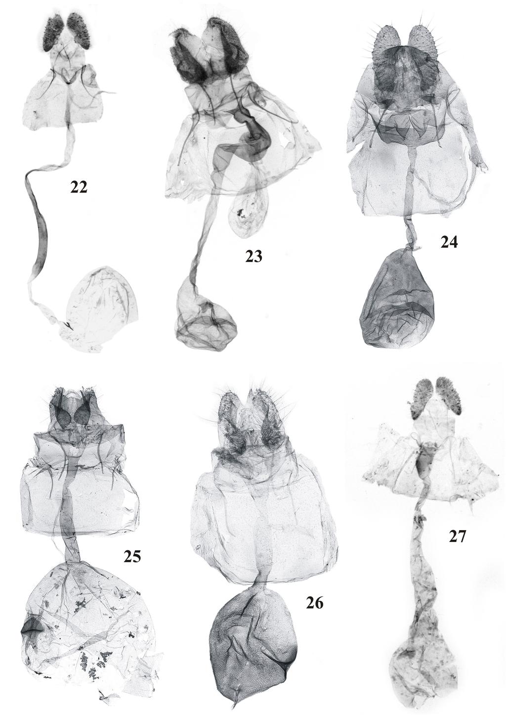 228 Polish Journal of Entomology 77 (3) Figs 22-27. Female genitalia: 22 Gnorismoneura elegantica sp. n., paratype; 23 G. calyptrimorpha sp. n., paratype; 24 Terthreutis furcata sp.