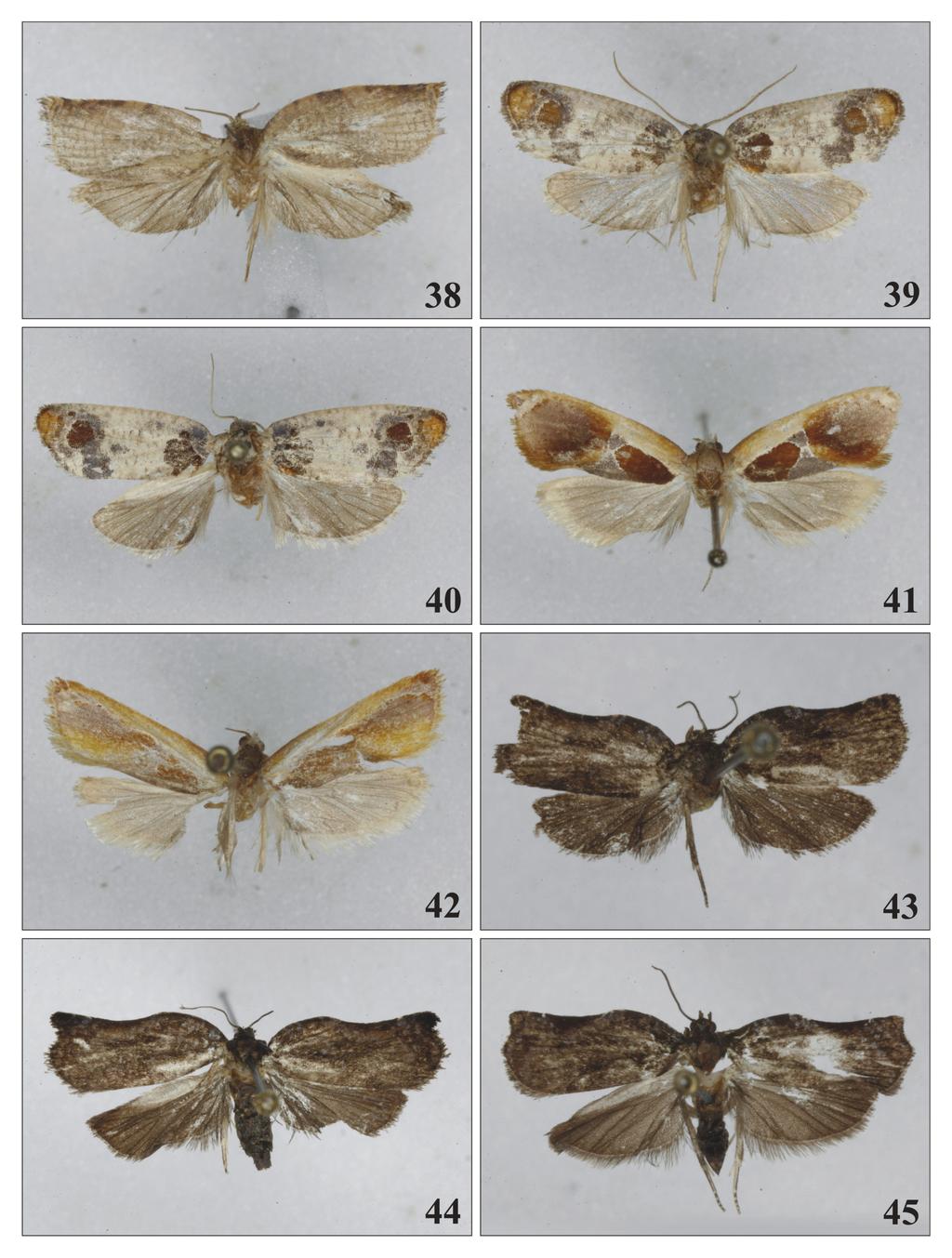 RAZOWSKI J.: Tortricidae (Lepidoptera) from Vietnam 231 Figs 38-45. Adults: 38 G. brunneochroa sp. n., holotype, 39 Terthreutis furcata sp. n., holotype; 40 T. furcata sp. n., paratype female; 41 Synochoneura sapana sp.