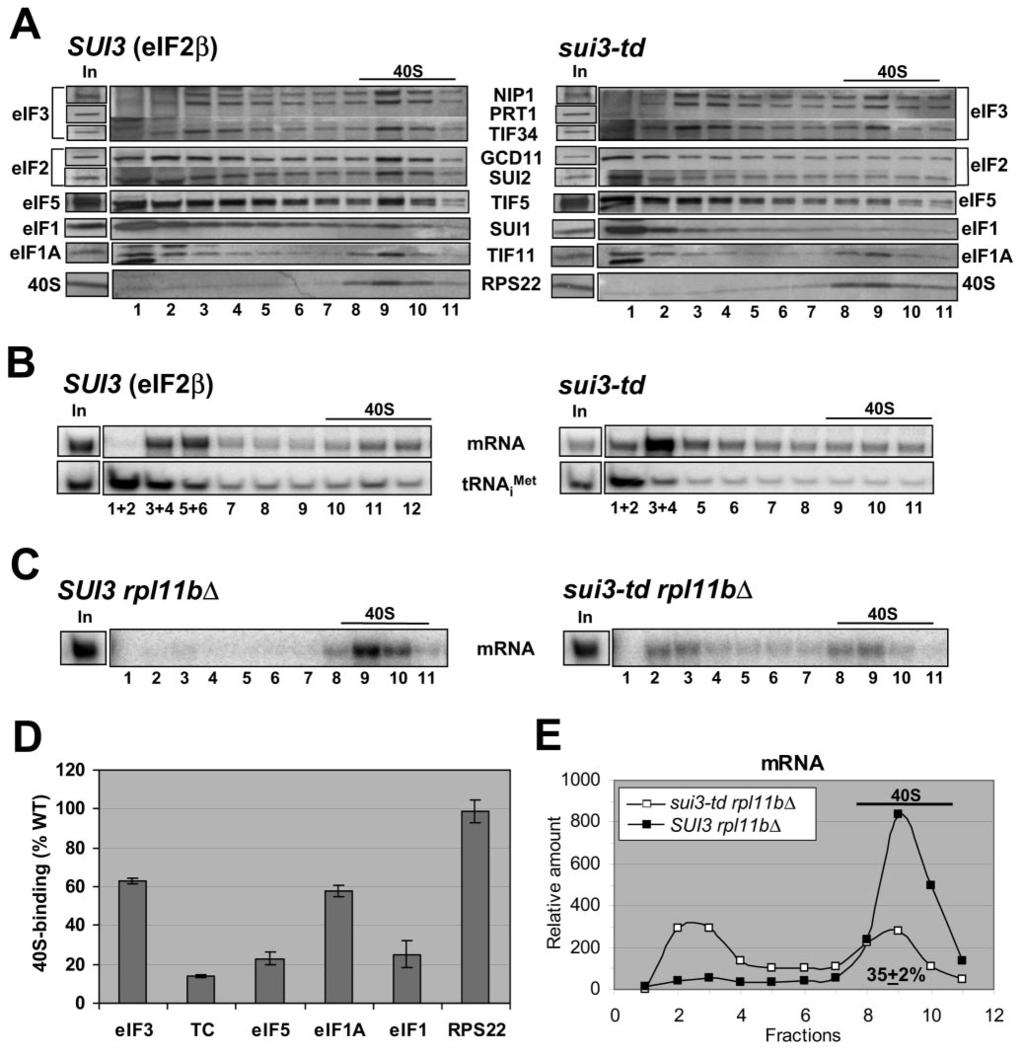 VOL. 26, 2006 eif2 AND eif3 STIMULATE MFC AND mrna RECRUITMENT 1365 FIG. 6. Depletion of eif2 in the sui3-td mutant reduces the levels of 43S and 48S complexes in vivo.