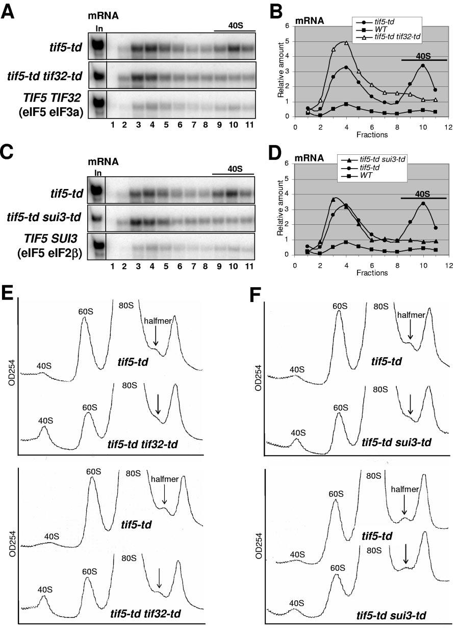 1368 JIVOTOVSKAYA ET AL. MOL. CELL. BIOL. FIG. 8. Depletion of TIF32/eIF3a or eif2 simultaneously with eif5 impairs mrna binding to 40S subunits in vivo.