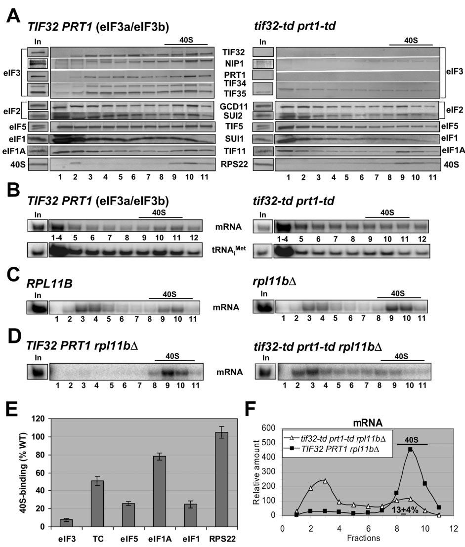 FIG. 3. Simultaneous depletion of TIF32/eIF3a and PRT1/eIF3b in the tif32-td prt1-td mutant reduces levels of 43S and 48S complexes.