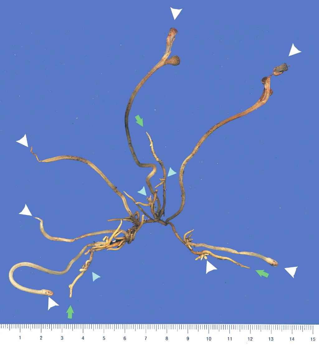 Thismia hexagona var. grandiflora. Active branching and development of new inflorescences are shown.