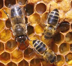 Secreted by larvae salivary glands to alert worker bees that there are young in the hive Helps nurse bees distinguish