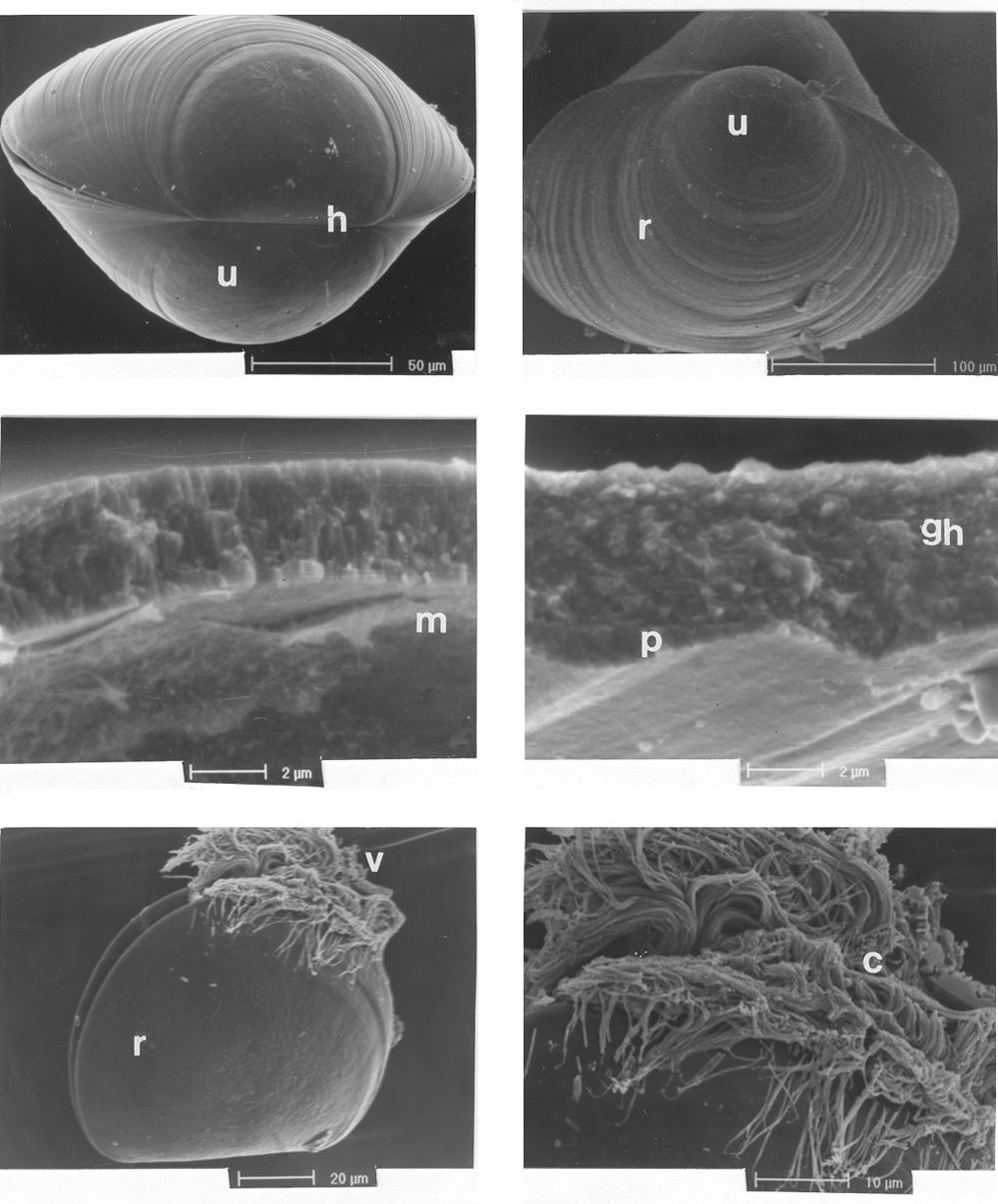 Development of Pinctada margaritifera Molluscan Research 105 7 8 9 10 11 12 Fig. 7 12. 7, Hinge length (h) and umbones (u) arise over the hinge axis of Pinctada margaritifera larvae (umbo stage).