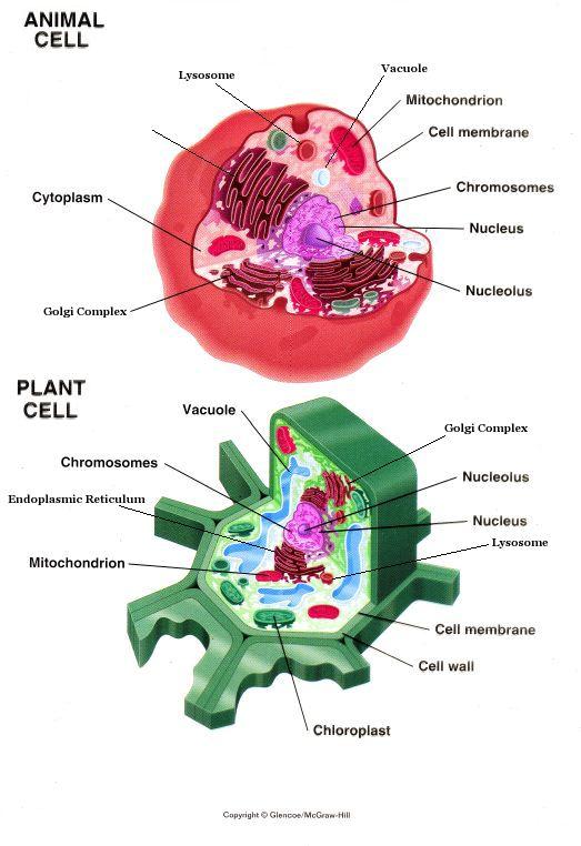 All Living Things Have Cells A cell is a membrane-covered structure that contains all of the materials necessary for life.