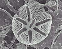 Diatom: One Celled Organism Single celled marine
