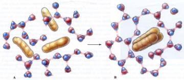 Hydrophobic interaction Hydrophobic interaction An unusually strong interaction between hydrophobic molecules in water or in hydrophilic liquids (the interaction is stronger than without the