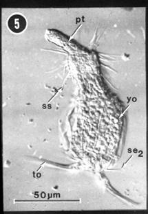 A larval loriciferan Priapulus caudatus A