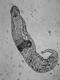 Gnathostomulida General : 1. Sensory organs: have ciliary pits, sensory cilia. 2. nervous system: anterior cerebral ganglion, buccal ganglion, longitudinal cords in pairs. Gnathostomulida General : 3.