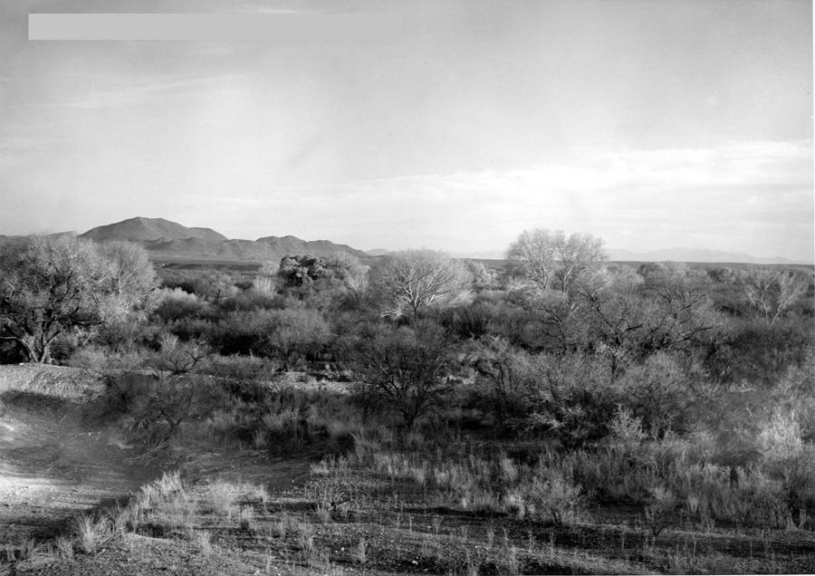 San Pedro River, 1962 Livestock grazing was heavy at this time