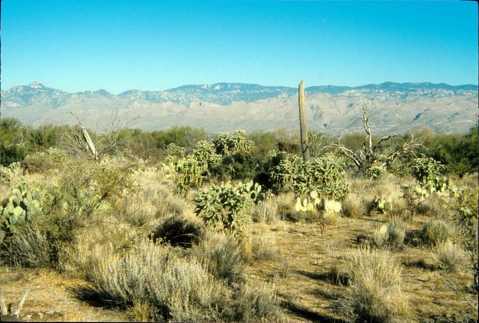 But Drought is Killing Paloverdes (saguaro nurse plants), 1999-2004 In permanent plots in Arizona and Sonora, saguaros are increasing in some and decreasing in others There is no clear relation