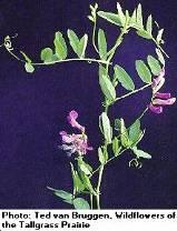 important forage crop Glycine max (soybean)