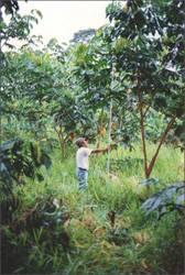 important in rice cultivation Inga (tropical tree) - Rhizobium