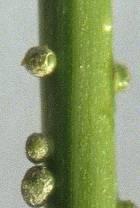 Sesbania rostrata (legume)