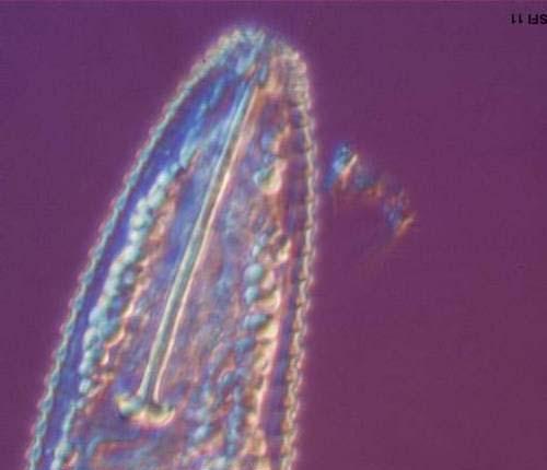Plant pathogenic nematode