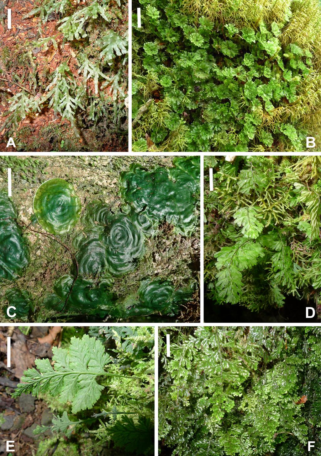 SAÏD A.H. et al., Hymenophyllaceae in Comoros Fig. 3. Representative Comorian Hymenophyllaceae as observed in situ in rainforests (here from Grande Comore or Mohéli). A. Endemic Didymoglossum kirkii (Hook.