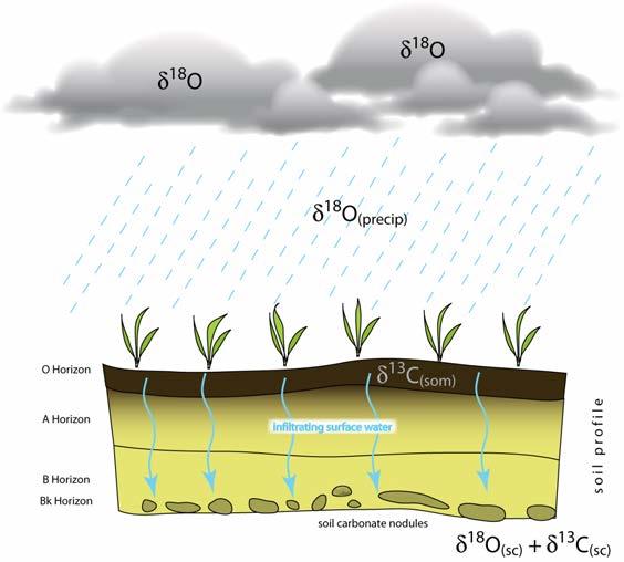 evaporation, and temperature of carbonate precipitation Temperature dependent