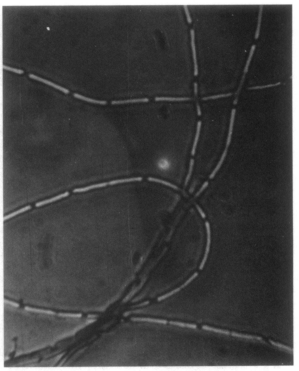 1186 NOTES J. BACTERIOL. FIG. 3. Septa in clones of strain Nil5 after spore outgrowth.