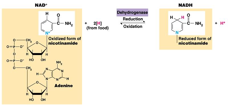 This changes the oxidized form, NAD +, to the reduced form NADH.