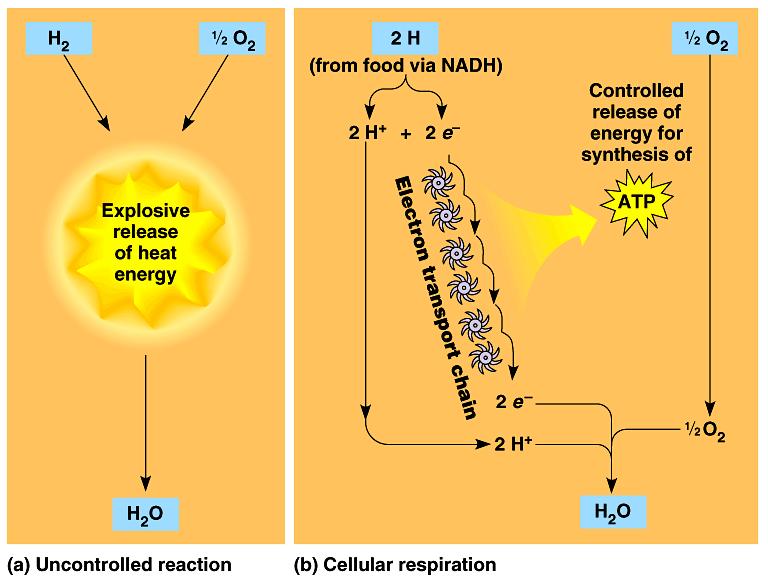 Unlike the explosive release of heat energy that would occur when H 2 and O 2 combine, cellular