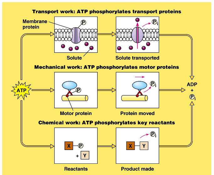 The transfer of the terminal phosphate group from ATP to another molecule is phosphorylation.
