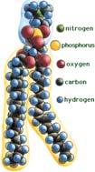 Polymers in living