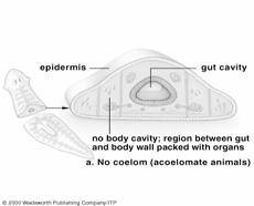 Types of Body Cavities in Animals Types of
