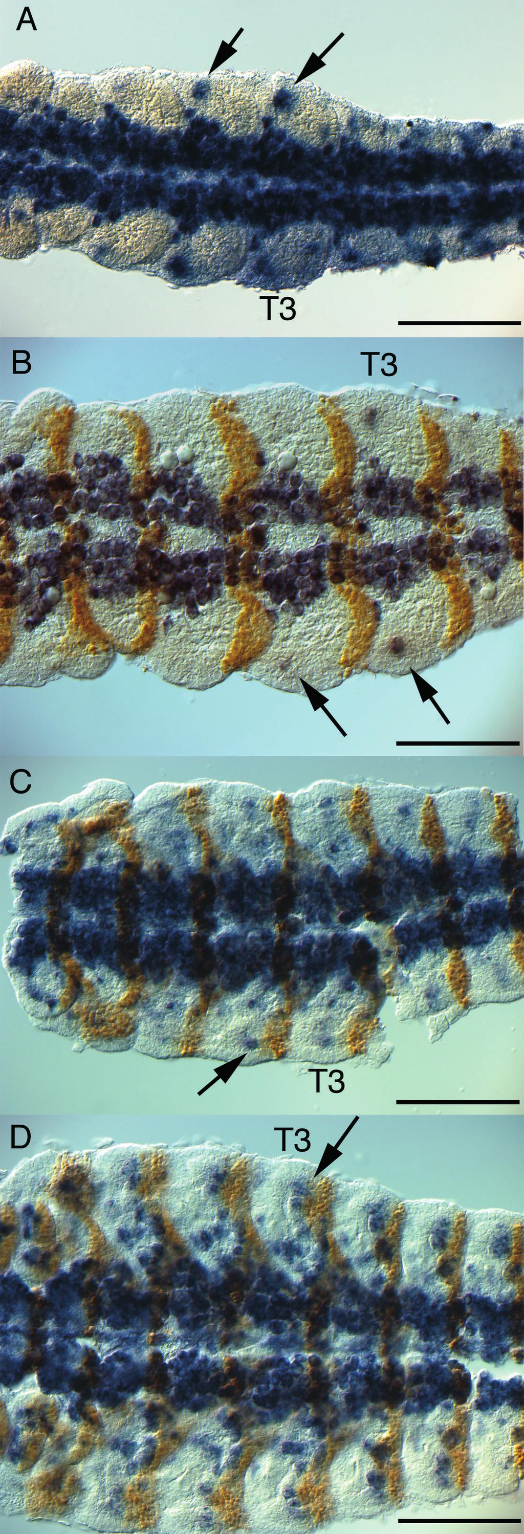 Journal of Heredity 2004:95(5) Figure 6. Regulation of Distal-less during appendage development in D. melanogaster.