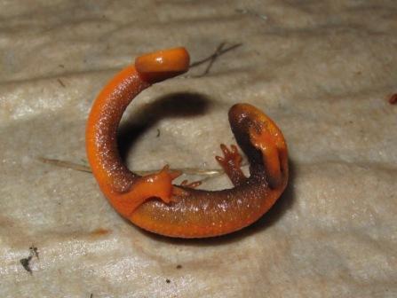 Rough skinned newt Taricha granulosa secretes tetrodotoxin (TTX) defensive posture showing colorful belly
