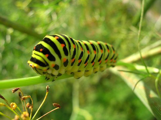 5) Evolution of aposematic coloration Phylogeny of gregariousness and warning coloration in swallowtail butterfly larvae Problem: the ancestral states cannot