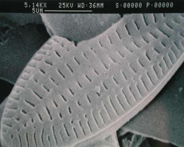 Detail of Diatom on