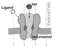 Electrogenic cells such as neurons contain ion channels, selectively enable the permeation of certain ions such as sodium or potassium In a transient change of conductivity, the overall ion flux