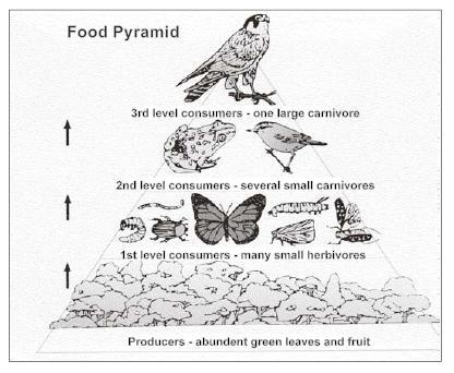 With reference to the diagram below, what effect would a poisonous chemical destroying grass and plants have on the hawk population?
