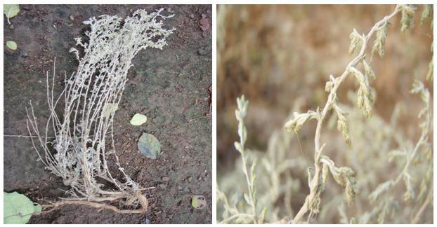 Were placed in Herbaria specimens of rare Artemisia species (Artemisia alba and A.