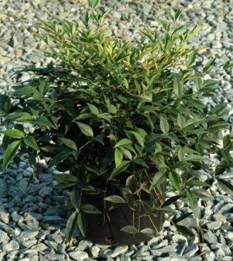 Nandina cultivars