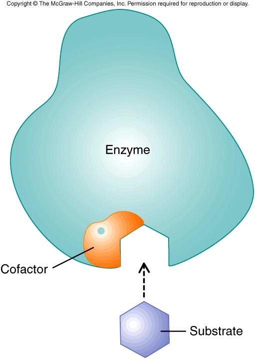 Non-protein helpers necessary for the activity of some enzymes Co-factors: