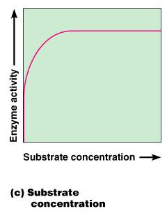 Substrate concentration Maximal enzyme activity