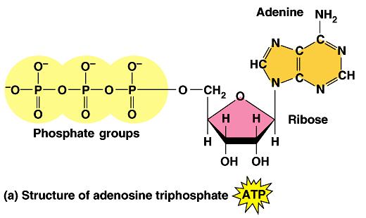 Nucleotide ATP is a