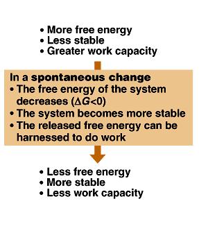 Free energy - The portions of a