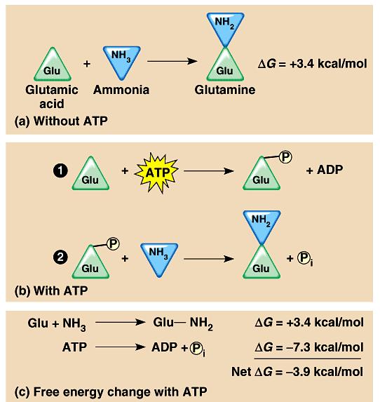 Coupling to ATP hydrolysis drives endergonic reaction that synthesizes