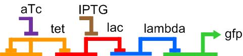 (B) A gene network that behaves like a boolean logic gate. The proteins atc and IPTG act as boolean inputs, while GFP acts as a boolean output.