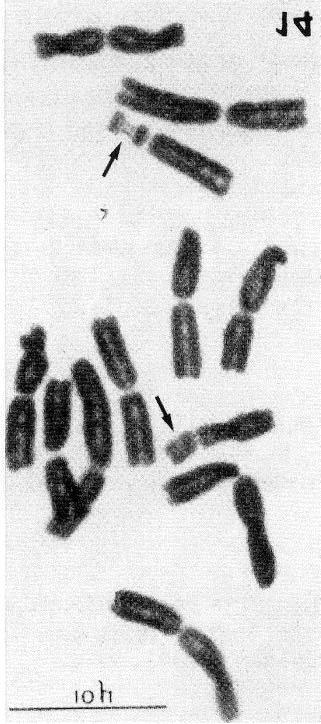 16, Plate XIV, fig.3);plateiiia. CHROMOSOME NUMBERS 2n=2x=12 (karyotyped, fig. 14). DISTRIBUTION KwaZulu-Natal. EXSICCATA NATAL.