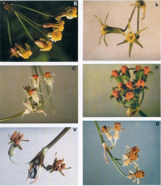 :YTOTAXONOMY OF THE GENUS TULBAGHIA 101 Plate I. (a) T. capensis L. (x2). (b) T. alliacea L. f. (x2). (c) T. cernua Ave-Lall. (x2). (d) T. ludwigiana Harvey (x2). (e) T. dregeana Kunth (x2). (f) T.